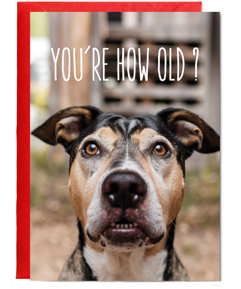 Confused Dog Youre How Old
