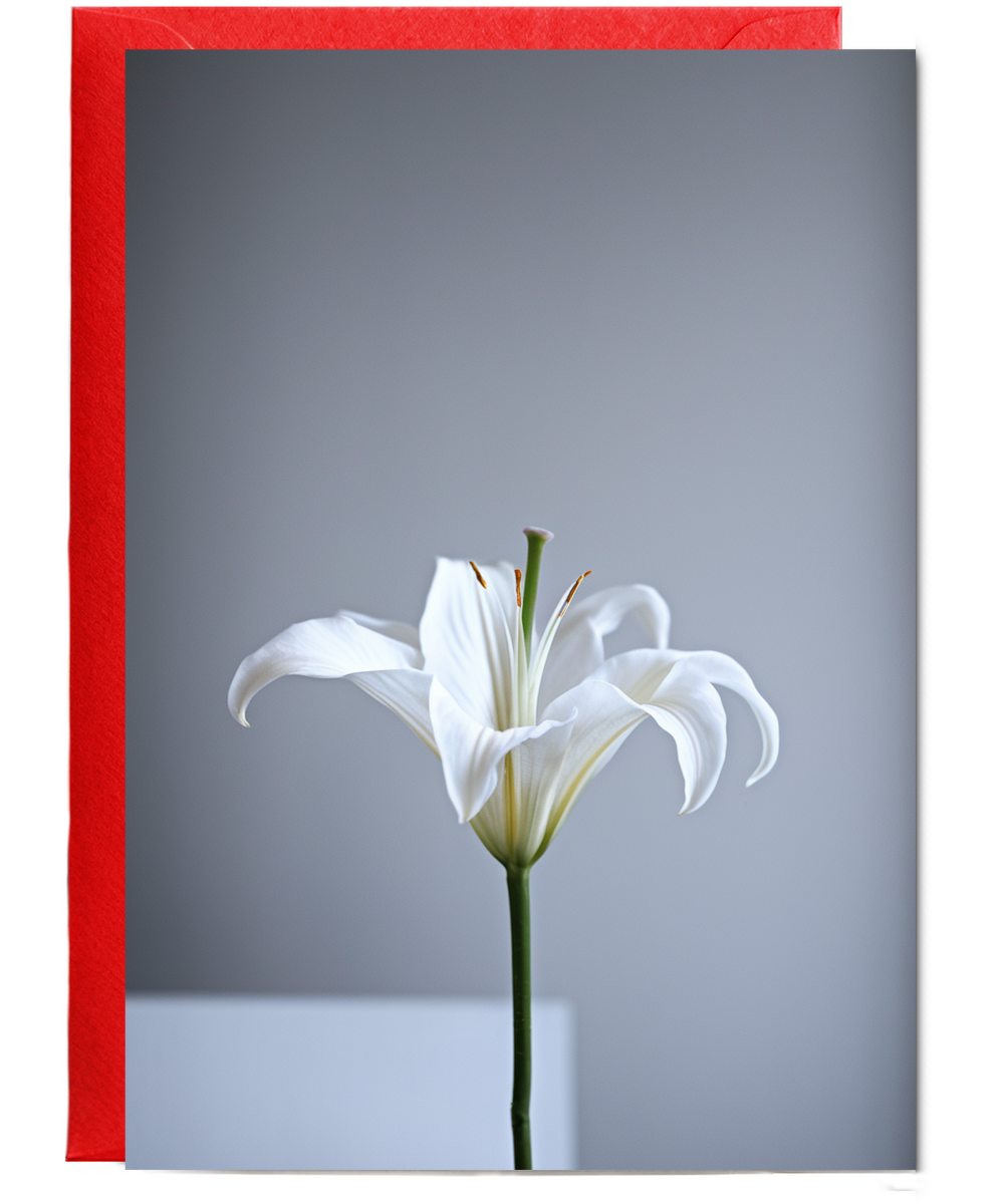 Single elegant white lily