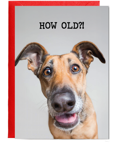 How old funny dog