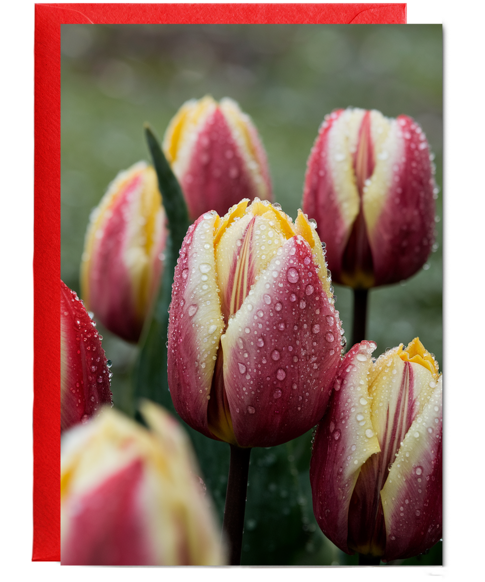 tulips covered in morning dew
