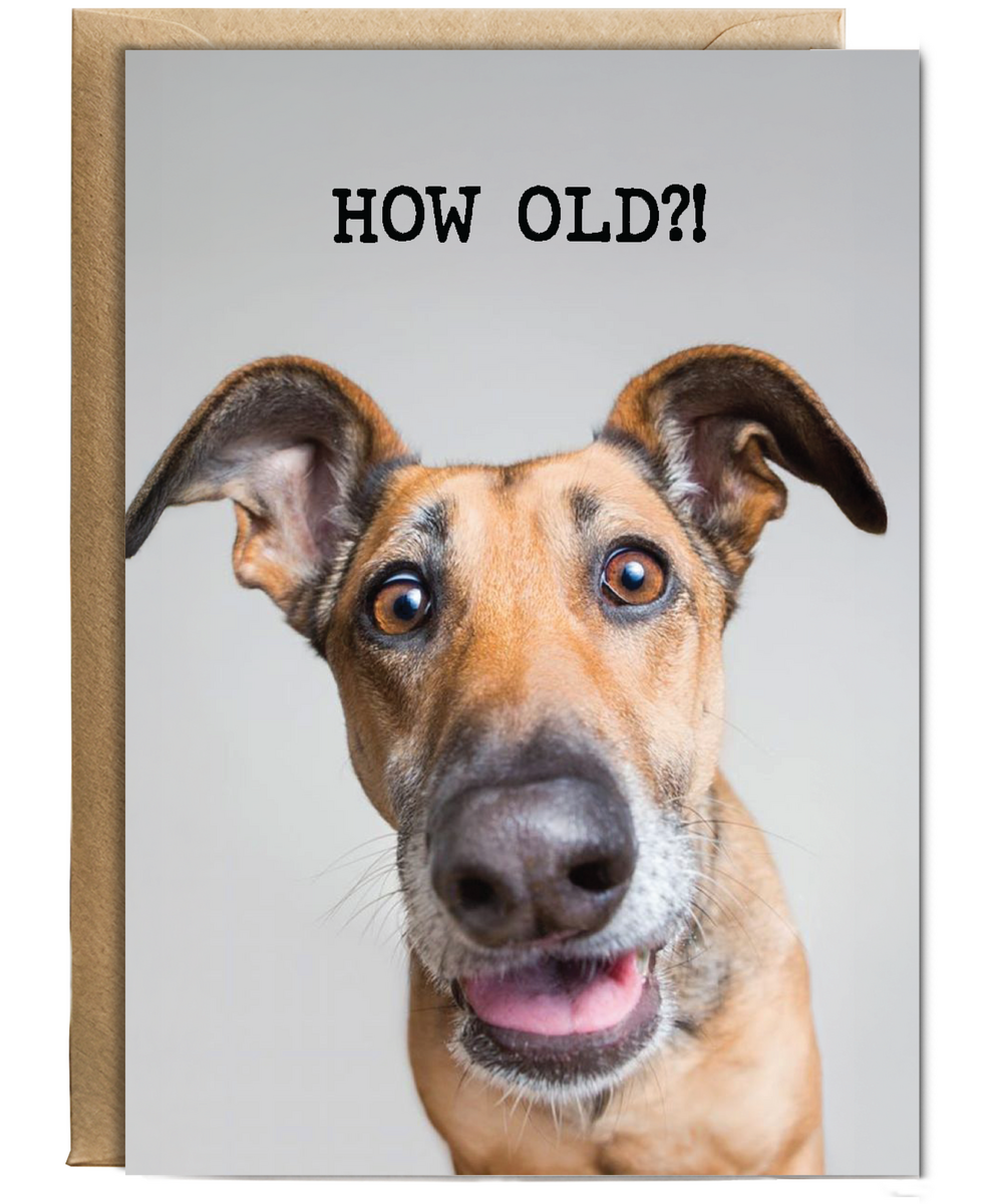 How old funny dog