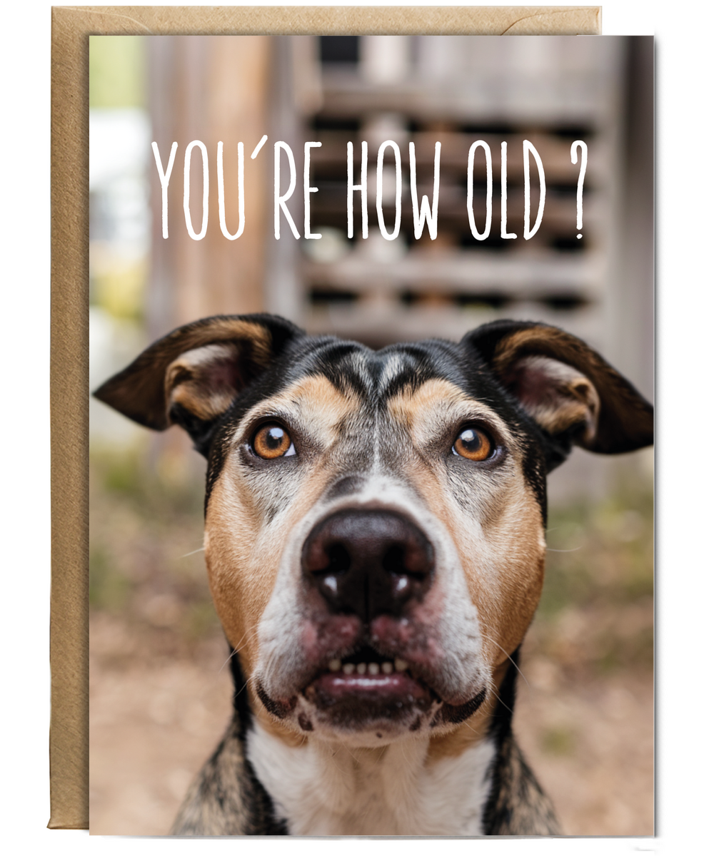 Confused Dog Youre How Old