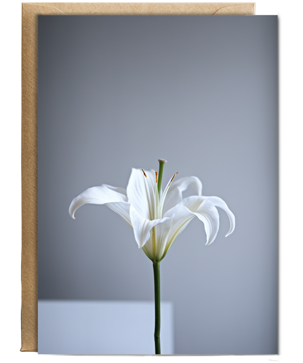 Single elegant white lily