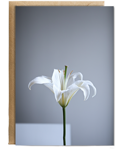 Single elegant white lily