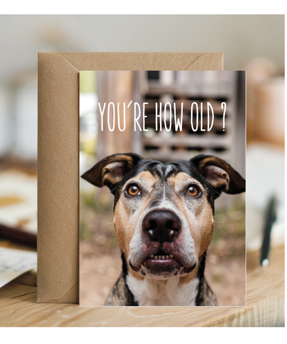 Confused Dog Youre How Old