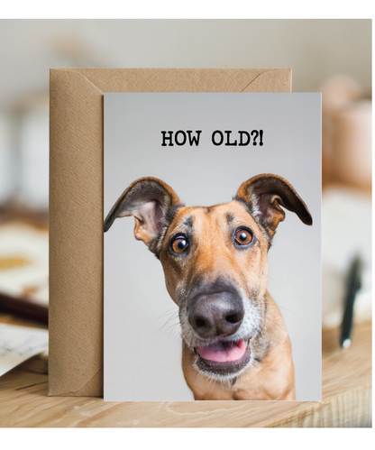 How old funny dog