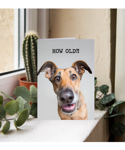How old funny dog
