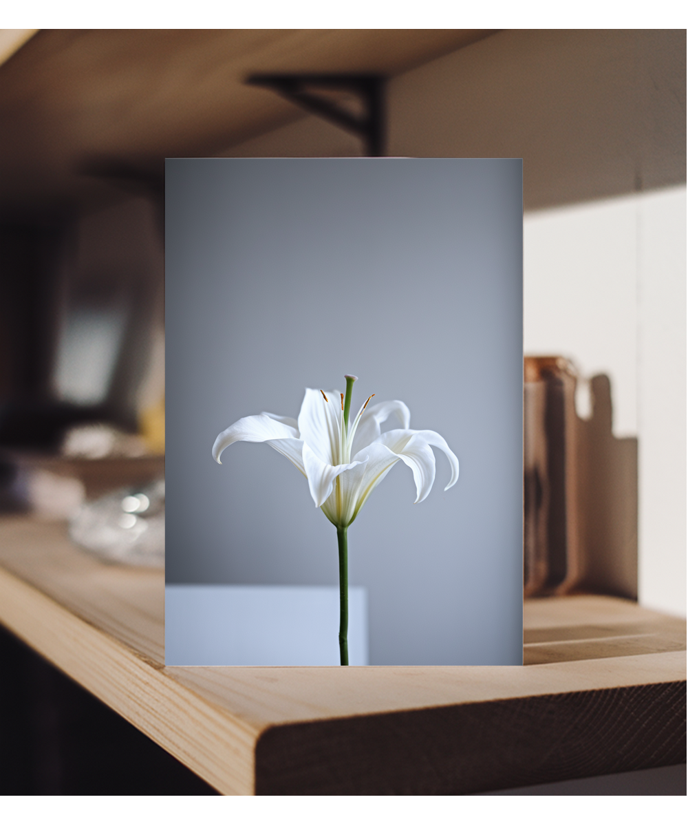Single elegant white lily