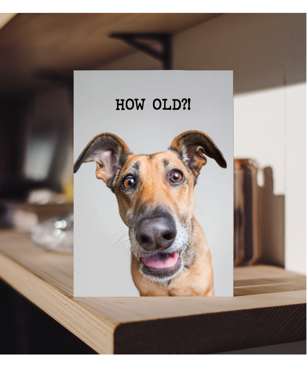How old funny dog